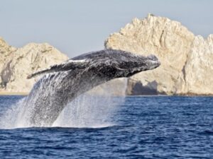 Whale Watching in baja california